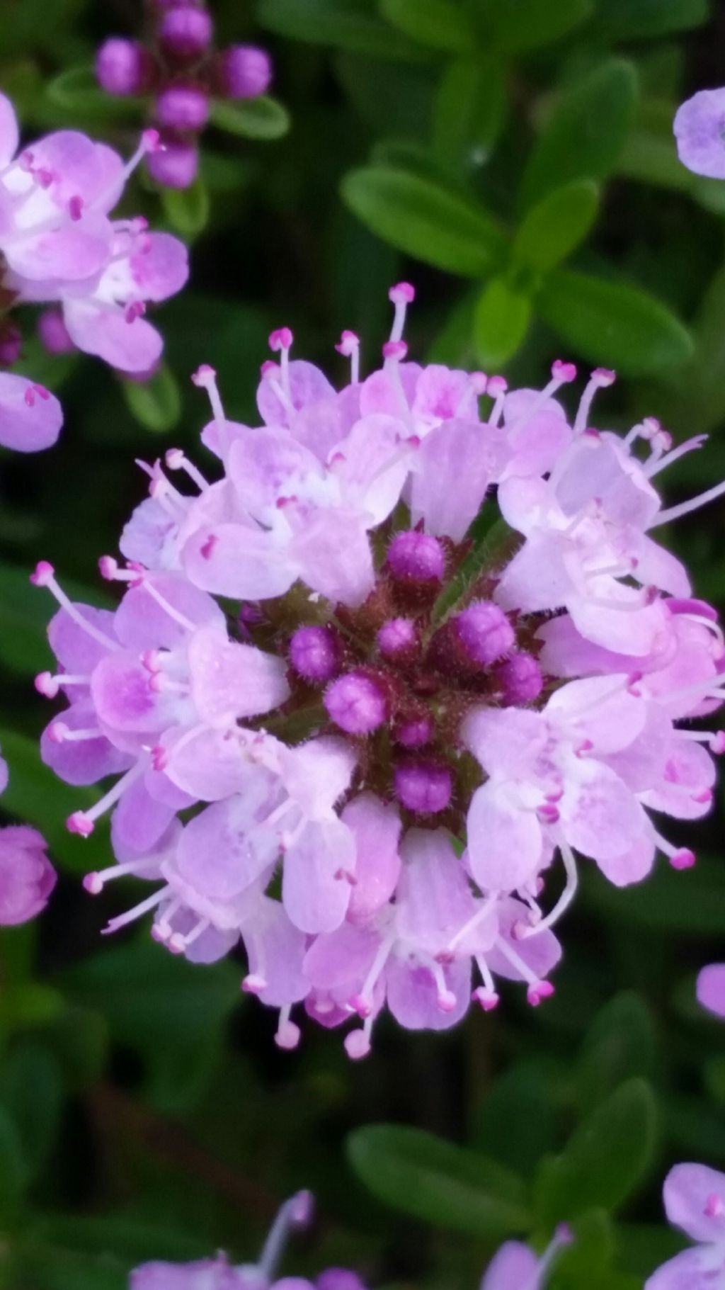 Thymus sp.